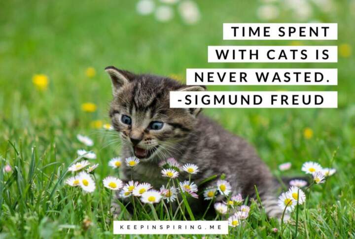 A tabby cat kitten smiling in a field of daisies.  