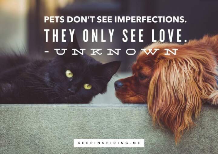 A black kitten and brown puppy laying on a step together.